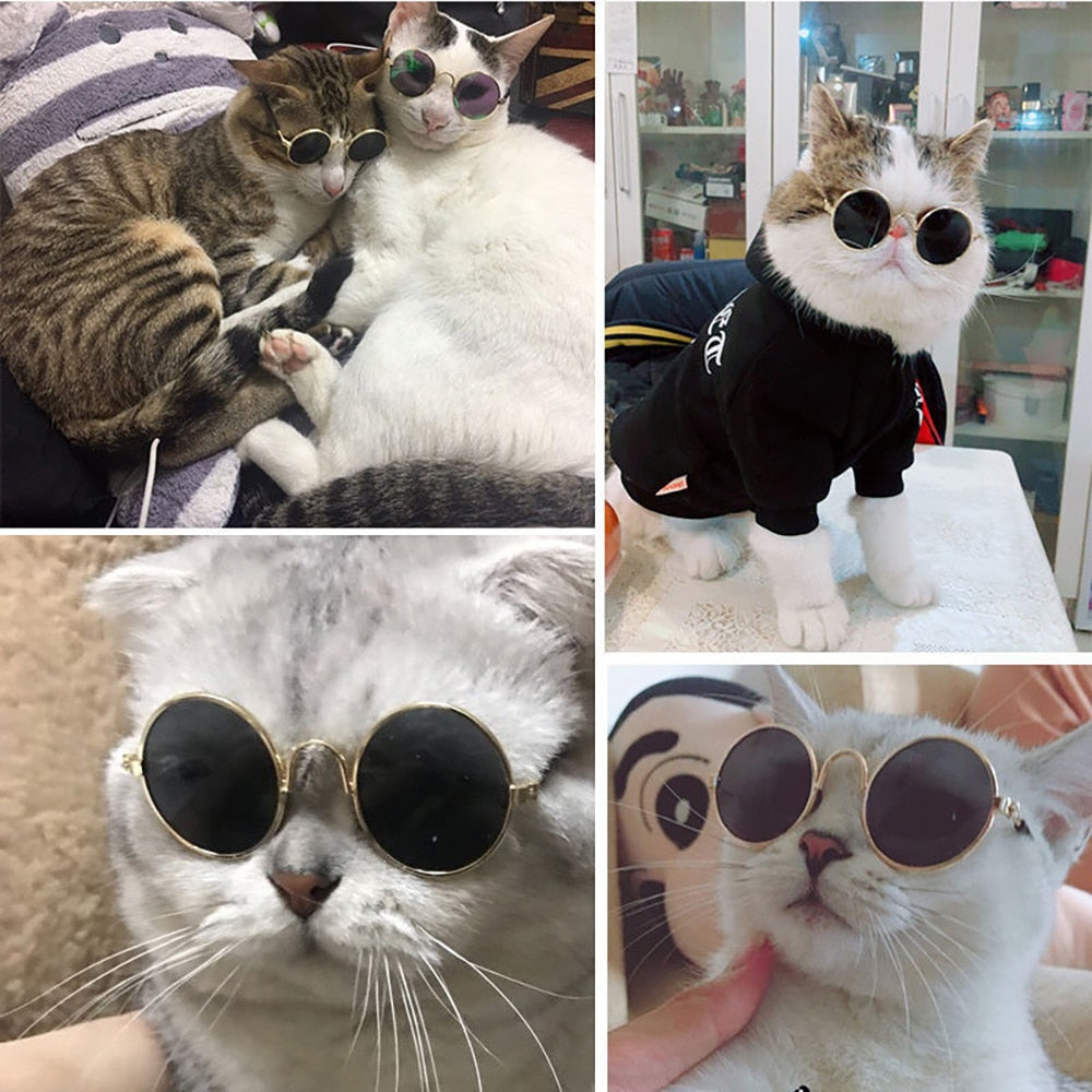 Glasses for Cats and Dogs